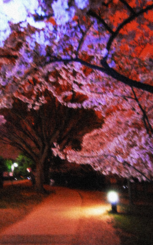 Cherry Blossoms at Midnight, April, 2007