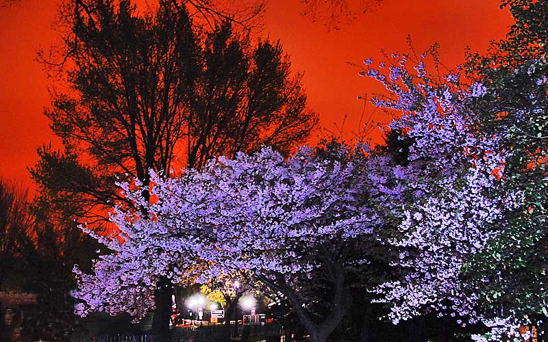 Midnight Cherry Blossoms 2007