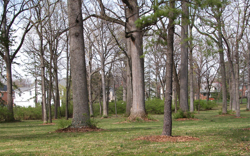 Chestnut Grove